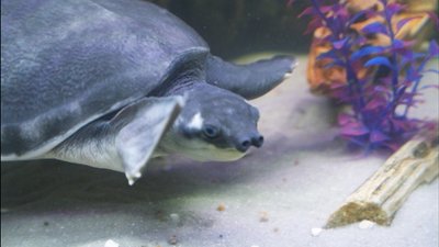 Грифові, зірчасті та вугільні: у Вінницю із Харкова привезли виставку черепах Грифові, зірчасті та вугільні: у Вінницю із Харкова привезли виставку черепах