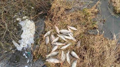 На Хмельниччині зафіксували мор майже 400 рибин На Хмельниччині зафіксували мор майже 400 рибин