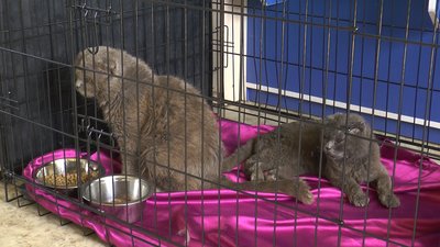Шість котів з-під Харкова лікують у притулку для тварин поблизу Івано-Франківська Шість котів з-під Харкова лікують у притулку для тварин поблизу Івано-Франківська