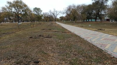 Мер міста на Одещині пропонує нагороду за вандала, який зламав саджанці на алеї Мер міста на Одещині пропонує нагороду за вандала, який зламав саджанці на алеї
