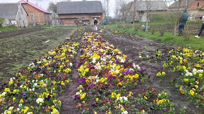 У селі на Львівщині вирощують квіткову плантацію У селі на Львівщині вирощують квіткову плантацію