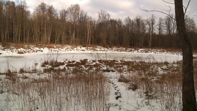 Лісівники Житомирщини розпочали підрахунок кількості звірів у лісах області Лісівники Житомирщини розпочали підрахунок кількості звірів у лісах області
