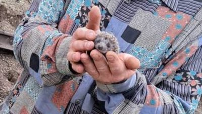 Маму вбив уламок ракети: у Дніпрі на місці обстрілу знайшли гнізда їжаків Маму вбив уламок ракети: у Дніпрі на місці обстрілу знайшли гнізда їжаків