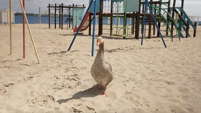 Гусак на пляжі