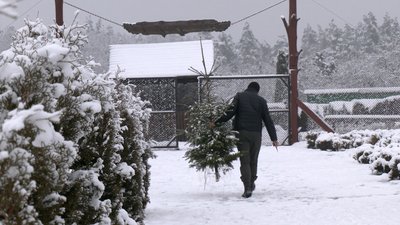 Живі сосни і ялинки: скільки заготували до свят лісгоспи Рівненщини Живі сосни і ялинки: скільки заготували до свят лісгоспи Рівненщини