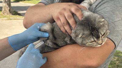 Вакцинація тварин у селищі Благодатному