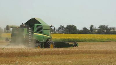 На Сумщині збиратимуть недозрілий врожай