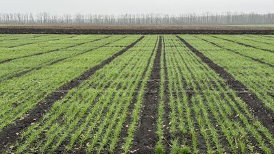 Поле з посівами