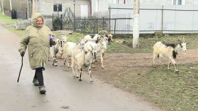 Пені Реґіна з Волині та її козяче стадо Пені Реґіна з Волині та її козяче стадо