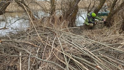 До Одеської області повернулися жити бобри