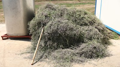 Скошена лаванда з поля у Білівцях