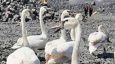 На Дніпропетровщині врятували зграю лебедів На Дніпропетровщині врятували зграю лебедів