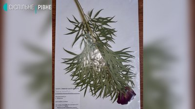 Доступний світові: рівненський гербарій внесли Index Herbariorum Доступний світові: рівненський гербарій внесли Index Herbariorum