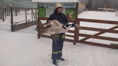 Непроханий гість: на Вінниччині лебідь шукав прихисток на приватному подвірʼї