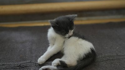 кошеня
