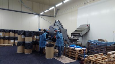 На Львівщині висадили цибулі на 25% більше, ніж торік