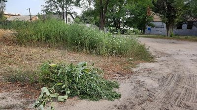 "Стоп амброзія": як жителі вулиці у Харкові борються з бур'янами