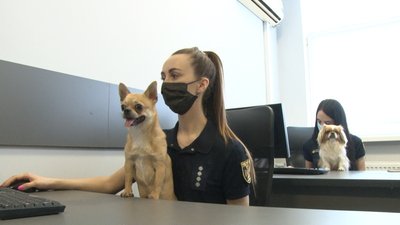собака на роботі собака на роботі