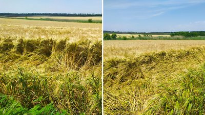 Більше на чверть. На Кіровоградщині прогнозують зростання врожайності пшениці Більше на чверть. На Кіровоградщині прогнозують зростання врожайності пшениці
