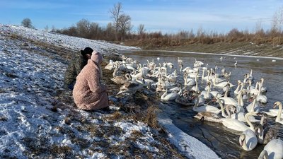 На озері у громаді на Буковині зимує сотня лебедів-шипунів