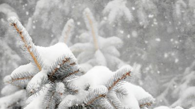 Погода, Івано-Франківщина, 24 грудня, Святвечір