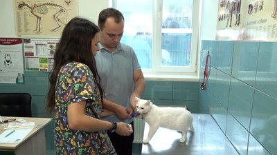 У Черкасах роблять переливання крові тваринам У Черкасах роблять переливання крові тваринам