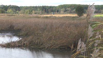 Під Луцьком у природоохоронній зоні спускають воду у ставках: хто це робить та навіщо Під Луцьком у природоохоронній зоні спускають воду у ставках: хто це робить та навіщо