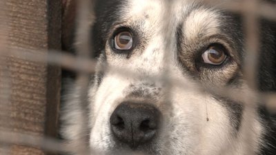 Чекають люблячих господарів: у черкаському притулку живуть собаки-переселенці Чекають люблячих господарів: у черкаському притулку живуть собаки-переселенці