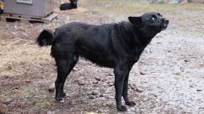 Собаки можуть отримати розрив серця — директорка центру стерилізації в Чернівцях про феєрверки
