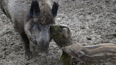 На Херсонщині у Каховському водосховищі оселились червонокнижні лебеді-шипуни На Херсонщині у Каховському водосховищі оселились червонокнижні лебеді-шипуни
