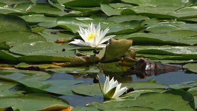Житель Дніпропетровщини на городі вирощує 10 сортів водяних лілій – репортаж
