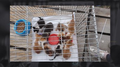 На Чернігівщині створили тимчасовий притулок для тварин з Херсона: як адаптовуються тварини