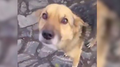 Поліція перевіряє факт жорстокого поводження з твариною на Черкащині