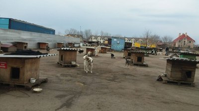 Здати макулатуру – нагодувати тварин: у Сумах триває волонтерська акція Здати макулатуру – нагодувати тварин: у Сумах триває волонтерська акція