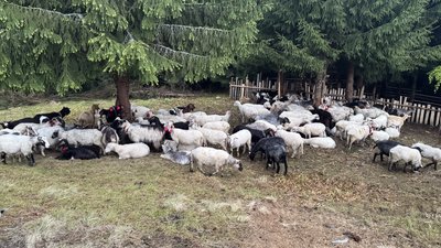 Традиційні сири та отари овець: як на Синевирі відроджують вівчарство Традиційні сири та отари овець: як на Синевирі відроджують вівчарство