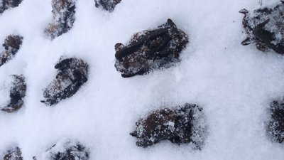 В Івано-Франківську на мороз викинули кажанів, які занесені до Червоної книги України В Івано-Франківську на мороз викинули кажанів, які занесені до Червоної книги України