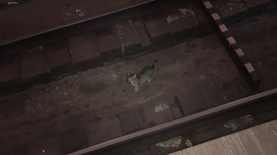 Кіт на рейках метро у Харкові Кіт на рейках метро у Харкові