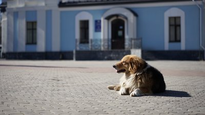 Песик гріється на сонці
