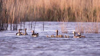 "Гуси прилітають, а водойма вигоріла": на Кіровоградщині почастішали пожежі на природі — чим це небезпечно "Гуси прилітають, а водойма вигоріла": на Кіровоградщині почастішали пожежі на природі — чим це небезпечно