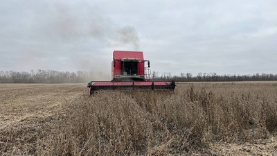 Фахівчиня з Черкас розповіла про важливість сої