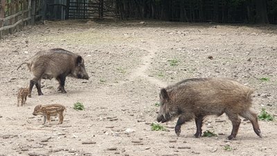 У лісгоспі на Буковині народилося двоє смугастих кабанчиків