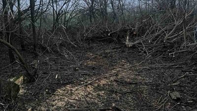 Лісосмуга у Чернігівській громаді, де невідомі вирубали 38 дерев