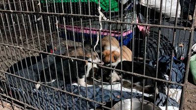 Херсонські патрульні під час виклику знайшли 6 цуценят, яким шукають дім Херсонські патрульні під час виклику знайшли 6 цуценят, яким шукають дім