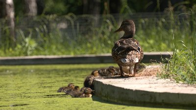 Рекордна кількість за шість років: у ставку черкаського водоканалу качка вивела 12 пташенят