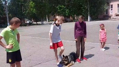 "Кінологічний спецназ". На служби у правоохоронців Миколаївщини 32 собаки "Кінологічний спецназ". На служби у правоохоронців Миколаївщини 32 собаки