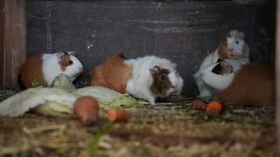 У Сумах контактний зоопарк приймає хвойні на їжу для тварин У Сумах контактний зоопарк приймає хвойні на їжу для тварин