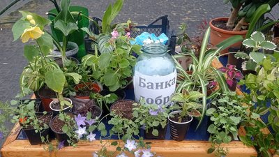 "Квіти для лицарів" – у Малині на Житомирщині на благодійному квітковому ярмарку збирали гроші для ЗСУ "Квіти для лицарів" – у Малині на Житомирщині на благодійному квітковому ярмарку збирали гроші для ЗСУ
