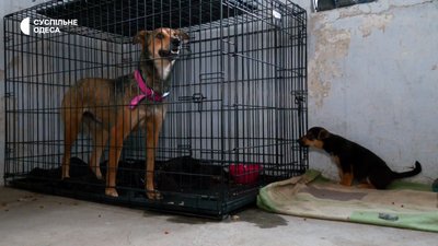Врятовані тварини з Херсонщини в Одесі Врятовані тварини з Херсонщини в Одесі