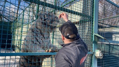 білі тигри в екопарку