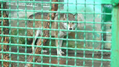 Зоопарк тварини зима Білицьке Донецька область Зоопарк тварини зима Білицьке Донецька область